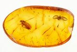 Fossil Fungus Gnat and Moth Fly Laying Eggs in Baltic Amber #272191-1